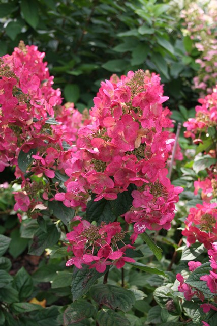 https://www.breederplants.nl/images/thumbs/0001429_Hydrangea paniculata 'Magical Flame' PBR (2).jpeg